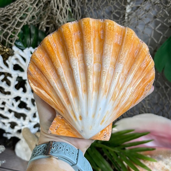 XL Real Double Closed Polished Lion Paws Shell White Coral Purple Beach Coastal - Picture 15 of 17